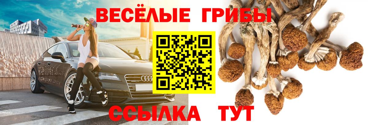 Топки  Галлюциногенные грибы Psilocybe  Вход с VPN 